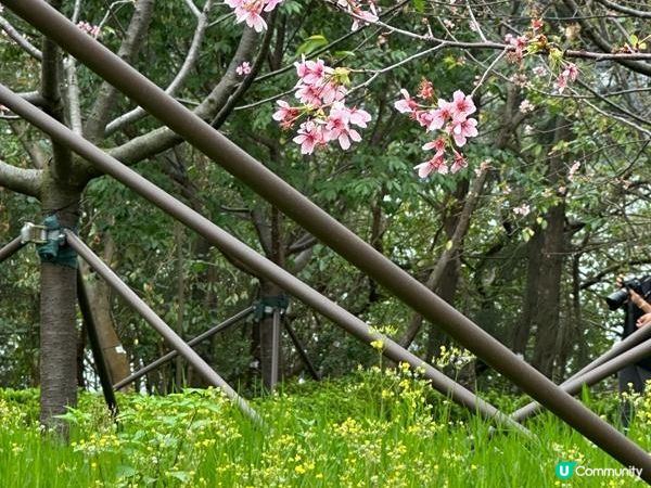 香港好去處 | 復活節賞花(下) | 櫻花 | 魚木 | 首冠藤