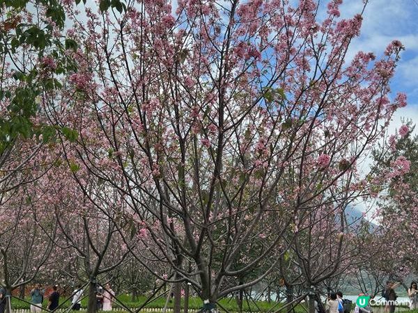 香港好去處 | 復活節賞花(下) | 櫻花 | 魚木 | 首冠藤