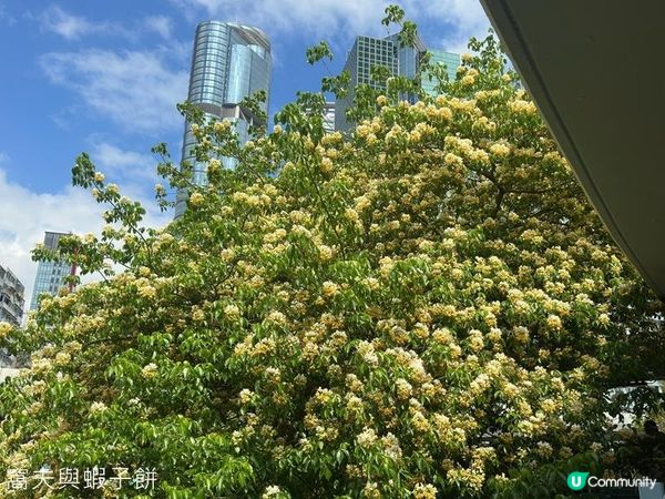 香港好去處 | 復活節賞花(下) | 櫻花 | 魚木 | 首冠藤