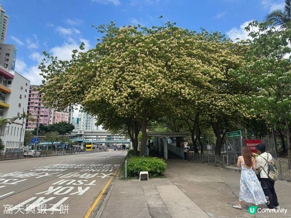 香港好去處 | 復活節賞花(下) | 櫻花 | 魚木 | 首冠藤