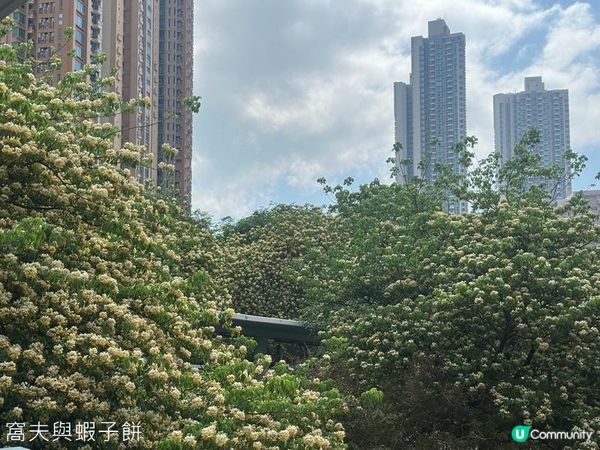 香港好去處 | 復活節賞花(下) | 櫻花 | 魚木 | 首冠藤