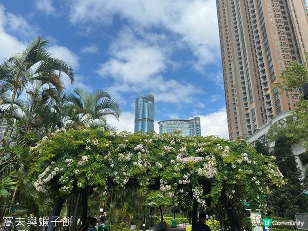 香港好去處 | 復活節賞花(下) | 櫻花 | 魚木 | 首冠藤