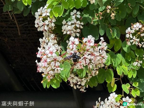 香港好去處 | 復活節賞花(下) | 櫻花 | 魚木 | 首冠藤