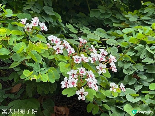 香港好去處 | 復活節賞花(下) | 櫻花 | 魚木 | 首冠藤