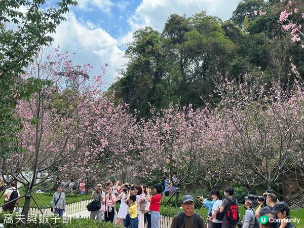 香港好去處 | 復活節賞花(下) | 櫻花 | 魚木 | 首冠藤