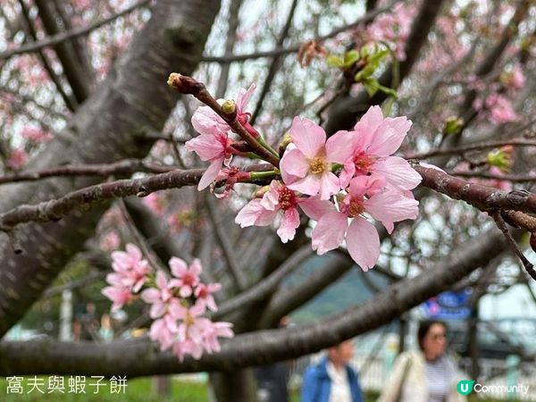 香港好去處 | 復活節賞花(下) | 櫻花 | 魚木 | 首冠藤