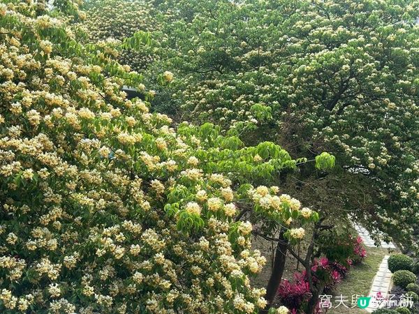 香港好去處 | 復活節賞花(下) | 櫻花 | 魚木 | 首冠藤