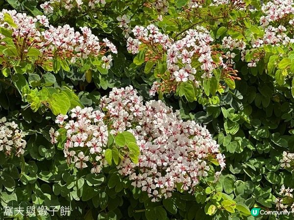 香港好去處 | 復活節賞花(下) | 櫻花 | 魚木 | 首冠藤