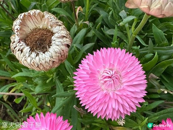 香港好去處 | 金鐘 | 添馬公園舞動水滴展