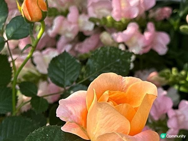 香港好去處 | 賞花 | 維園花展 | 玫瑰