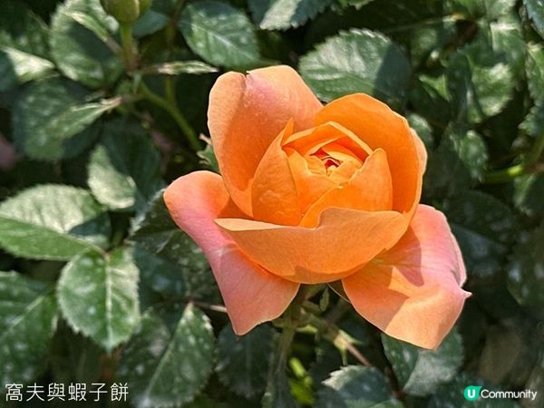 香港好去處 | 賞花 | 維園花展 | 玫瑰