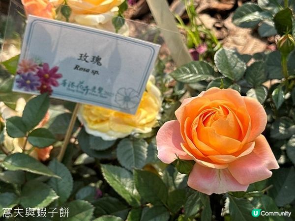 香港好去處 | 賞花 | 維園花展 | 玫瑰