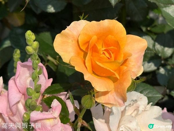 香港好去處 | 賞花 | 維園花展 | 玫瑰