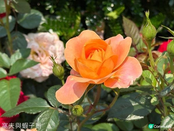 香港好去處 | 賞花 | 維園花展 | 玫瑰