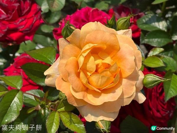 香港好去處 | 賞花 | 維園花展 | 玫瑰