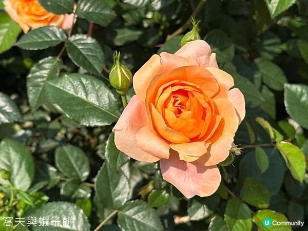 香港好去處 | 賞花 | 維園花展 | 玫瑰