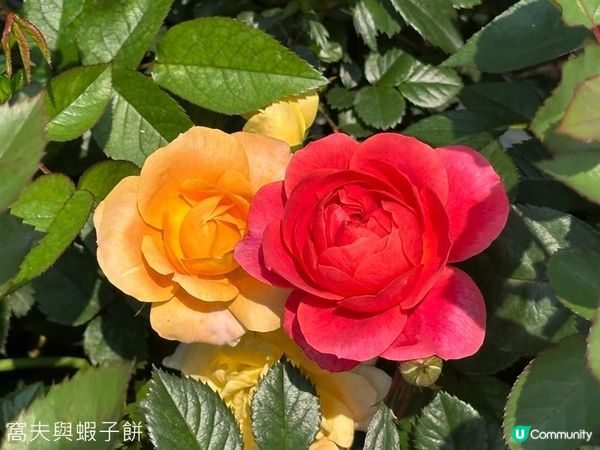 香港好去處 | 賞花 | 維園花展 | 玫瑰