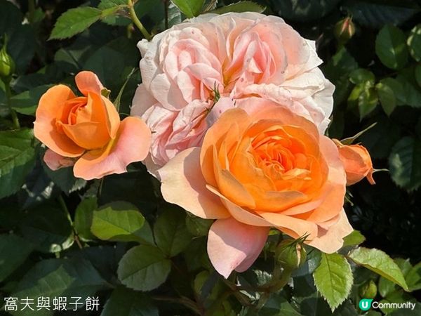 香港好去處 | 賞花 | 維園花展 | 玫瑰