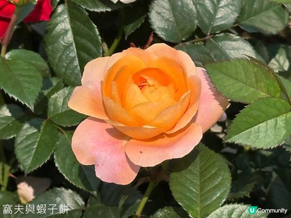 香港好去處 | 賞花 | 維園花展 | 玫瑰