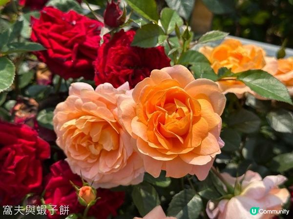 香港好去處 | 賞花 | 維園花展 | 玫瑰