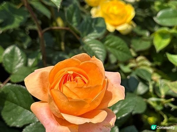 香港好去處 | 賞花 | 維園花展 | 玫瑰