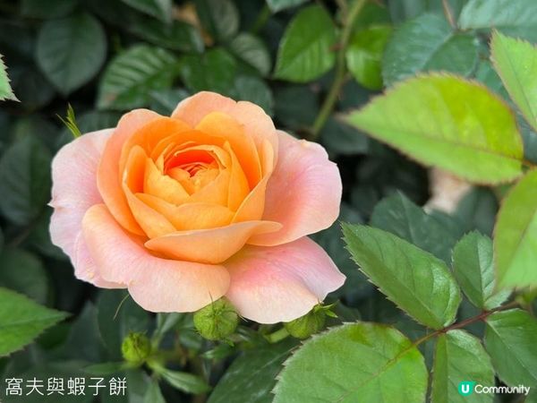 香港好去處 | 賞花 | 維園花展 | 玫瑰