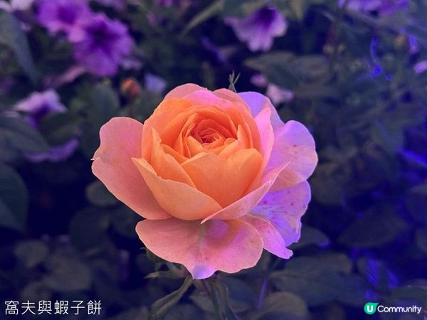 香港好去處 | 賞花 | 維園花展 | 玫瑰