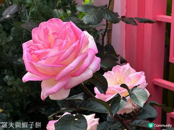 香港好去處 | 賞花 | 維園花展 | 玫瑰