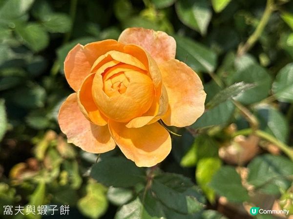 香港好去處 | 賞花 | 維園花展 | 玫瑰