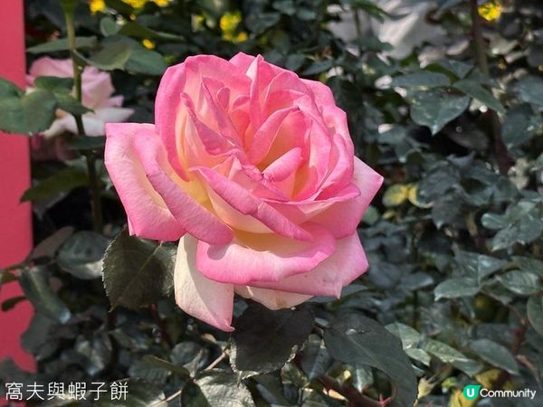 香港好去處 | 賞花 | 維園花展 | 玫瑰