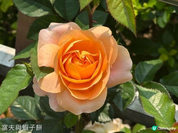 香港好去處 | 賞花 | 維園花展 | 玫瑰