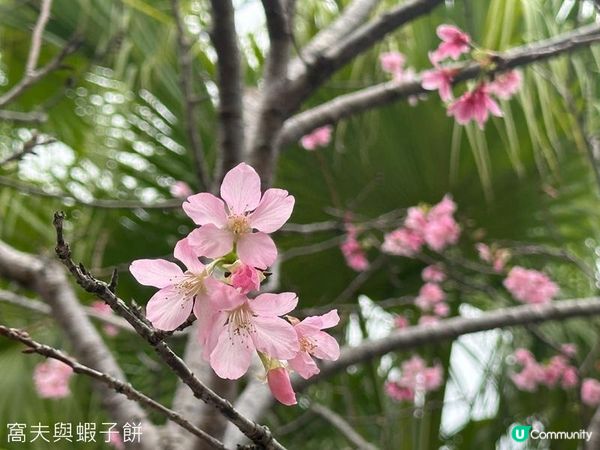 香港好去處 | 賞花 | 大埔海濱公園至科學園