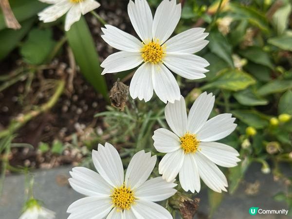 香港好去處 | 賞花 | 大埔海濱公園至科學園