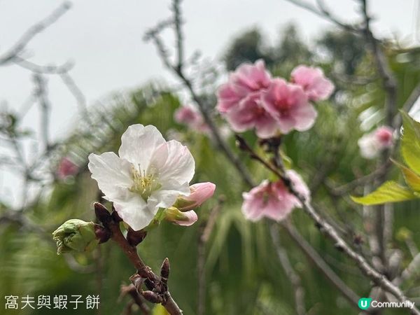 香港好去處 | 賞花 | 大埔海濱公園至科學園