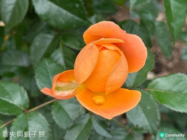 香港好去處 | 賞花 | 大埔海濱公園至科學園