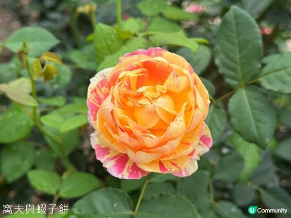 香港好去處 | 賞花 | 大埔海濱公園至科學園
