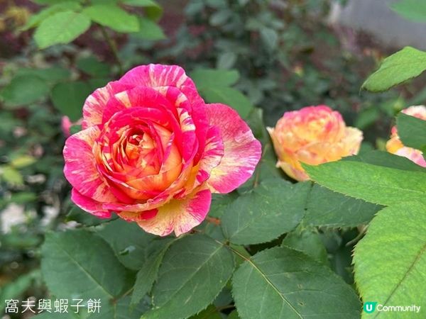 香港好去處 | 賞花 | 大埔海濱公園至科學園