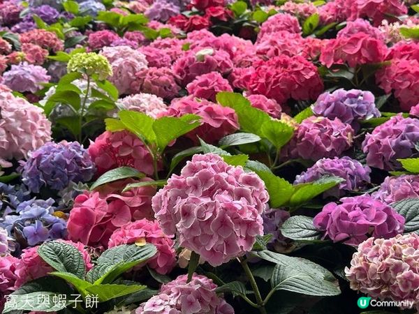 香港好去處 | 賞花 | 大埔海濱公園至科學園