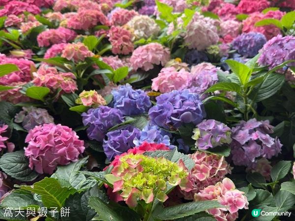 香港好去處 | 賞花 | 大埔海濱公園至科學園