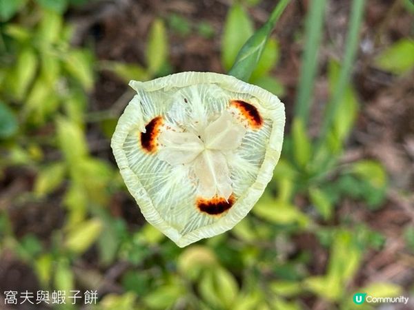 香港好去處 | 賞花 | 大埔海濱公園至科學園