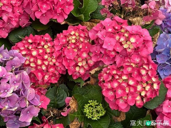 香港好去處 | 賞花 | 大埔海濱公園至科學園
