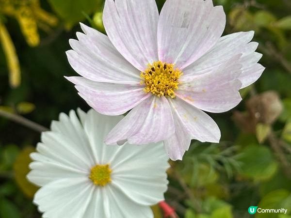 香港好去處 | 賞花 | 大埔海濱公園至科學園