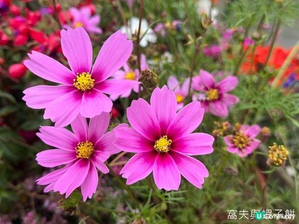 香港好去處 | 賞花 | 大埔海濱公園至科學園