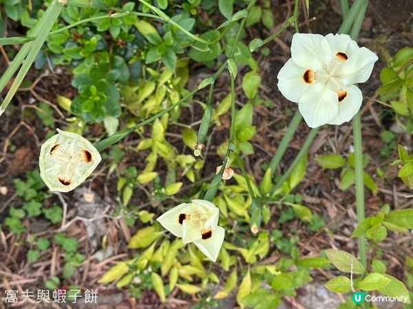 香港好去處 | 賞花 | 大埔海濱公園至科學園