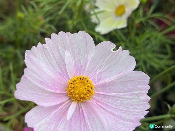 香港好去處 | 賞花 | 大埔海濱公園至科學園