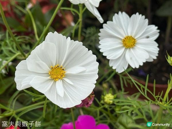 香港好去處 | 賞花 | 大埔海濱公園至科學園