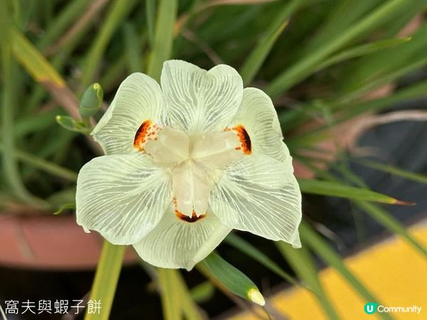 香港好去處 | 賞花 | 大埔海濱公園至科學園