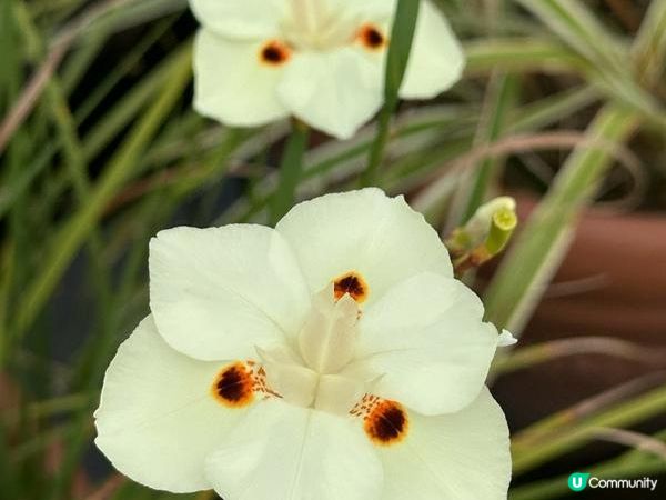 香港好去處 | 賞花 | 大埔海濱公園至科學園