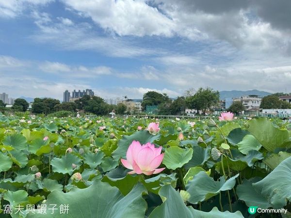 香港好去處 | 賞花 | 塱原自然生態公園 | 荷花 (上)