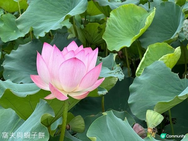 香港好去處 | 賞花 | 塱原自然生態公園 | 荷花 (上)
